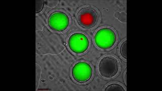 Porcine oocyte maturation time lapse [upl. by Hserus]