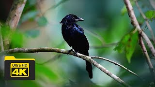 GREATER RACQUETTAILED DRONGO  BIRDS OF BORNEO  YCLEE PHOTOGRAPHY  SANDAKAN  SABAH  MALAYSIA [upl. by Iphagenia]