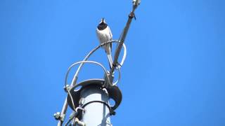 ハクセキレイquotMotacilla alba lugensquotの鳴き声（地鳴き）2014年6月 [upl. by Allimaj758]