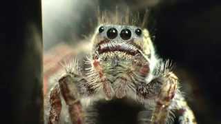 Phidippus Carolinensis Jumping Spiders [upl. by Nalla81]