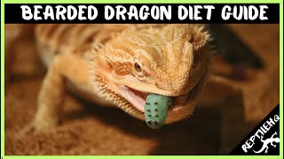 Bearded Dragon Diet Guide  Heres What Babies and Adults Eat [upl. by Atiekan154]