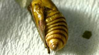 Oriental Moth Pupa Wags Its Tail イラガ蛹が尻尾を回す運動 [upl. by Pepita288]