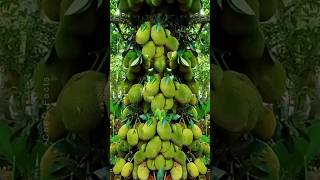 How to Grow Jackfruit from cutting fruit gardening plants shorts [upl. by Mixie]