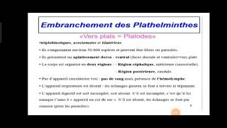 Embranchement des plathelminthes شرح مبسط [upl. by Atnauq24]