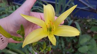 Hemerocallis Citrina [upl. by Pammi]