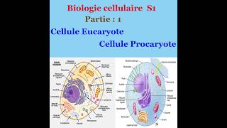 Biologie cellulaire partie 1 Cellule Eucaryote et cellule Procaryote [upl. by Olivette]