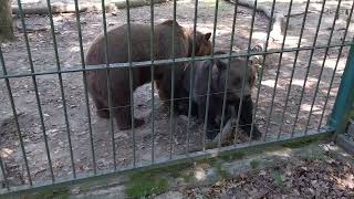 URSI BRUNI ROMANESTI IN CEA MAI MARE GRADINA ZOOLOGICA DIN ROMANIA [upl. by Wiseman560]