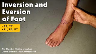 Inversion and Eversion of Foot  Lower Limb Anatomy tcml [upl. by Godfree]