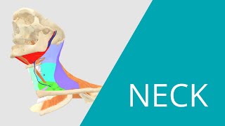 Neck Lymph Node Levels  Interactive 3D Anatomy of the Neck [upl. by Nessaj]