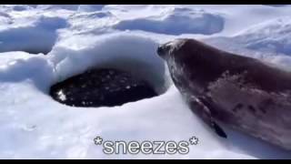 Captioned Seal Sea Doggo [upl. by Imat336]