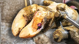 HOOF ABSCESS  ULCER \\Cow 8109 [upl. by Alenas]