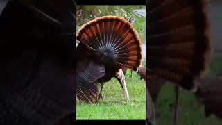 Talking With Turkey Bird😂🦃 aseel chicken pets shortsfeed viralshorts [upl. by Jacquet]