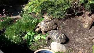 Greek tortoise  Testudo hermann [upl. by Artur]