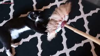 What Does A Kitten Do When It Sees A Broom This Video Will Answer That Question [upl. by Berkly]