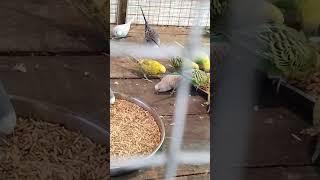 20 pair budgies colony 🦜🐣🤗 mini vlogs with budgies parrots birds budiges animallover petlover [upl. by Sorgalim]