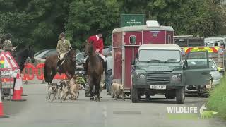 Quantock Staghounds at Anchor Inn  Quiet Day Due to Police Presence [upl. by Schrick715]