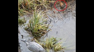 勅使池で採餌中のアオサギとイタチ  feeding gray heron and weasel [upl. by Emilie]