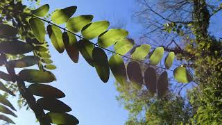 Invasive plant species – black locust 𝘙𝘰𝘣𝘪𝘯𝘪𝘢 𝘱𝘴𝘦𝘶𝘥𝘰𝘢𝘤𝘢𝘤𝘪𝘢 [upl. by Ano]