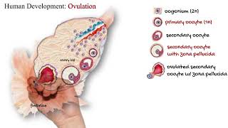 Human Development Ovulation [upl. by Yelknirb449]