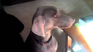 weimaraner chattering teeth for food [upl. by Kissie]