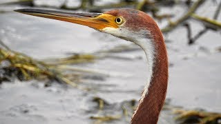 Tricolored Heron [upl. by Vasya]