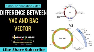 Difference Between BAC and YAC Gene Cloning Vectors Biologyexams4u [upl. by Stonwin]