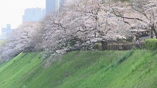 I ciliegi sono in fiore a Tokyo [upl. by Aleydis]