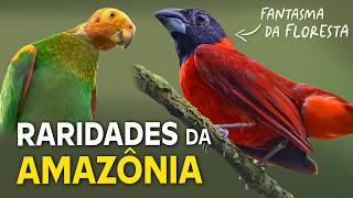 8 AVES FANTASMAS da AMAZÔNIA  RARIDADES da FLORESTA [upl. by Euqinim335]