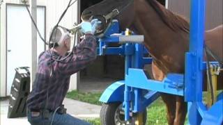 Equine Dentistry Done Correctly [upl. by Aikem]