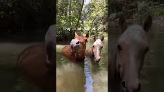 They’re Divine 🤩 horse equestrian roadto500subs [upl. by Tearle302]