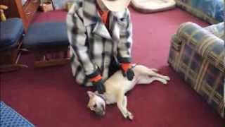 Side Submitting Dogs Correctly  Dog Whispering BIG CHUCK MCBRIDE  DOG INTERVENTION [upl. by Dilaw]