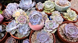 How To Tell Echeveria Lola VS Echeveria Lilacina [upl. by Roosevelt]