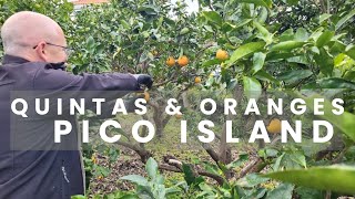 QUINTAS amp ORANGES OF PICO ISLAND  SWEETEST ORANGES IN THE WORLD PORTUGUESE ISLANDS AZORES EP 134 [upl. by Lesser276]