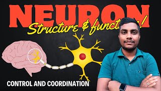 Neuron structure and function  Control and Coordination Class10  Reeshab Rabidas [upl. by Abibah]