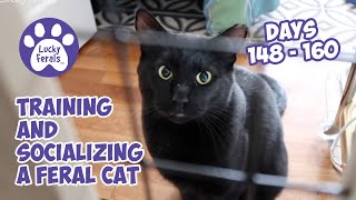 Training And Socializing A Feral Cat  Part 17  Days 148  160  Cat Video Compilation [upl. by Wahl]