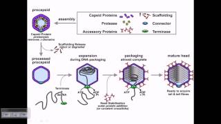 Assembly of T4 phage particles [upl. by Irab597]