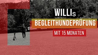 Begleithundeprüfung IGP 2022  Willi macht BHPrüfung mit 15 Monaten [upl. by Etteraj]