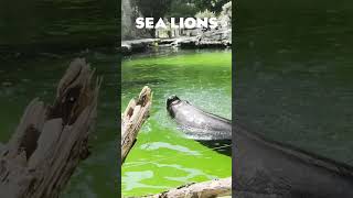 10 Reasons to visit Vienna Zoo zoo animals nature travel cuteanimals cute vienna austria [upl. by Selrahcnhoj]