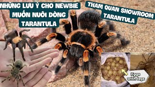 Học hỏi kiến thức cơ bản về tarantula tại showroom Tarantuland Tarantula care note in Tarantuland [upl. by Luigi]