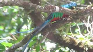 Resplendent Quetzal Eating Caterpillar [upl. by Jennee]