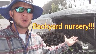 Free Plants  How to start a backyard nursery and grow plants for free [upl. by Allissa352]