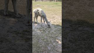 Alpaca is looking for food alpacas animal animals toronto trending viral shortsviral vlog [upl. by Ydnam]