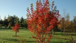 Acer rubrum Brandywine Canadian Maple [upl. by Mckeon720]