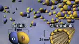 Microtubules [upl. by Ettelrac]