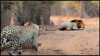 मूर्ख तेंदुए ने छिपकर शेर पर हमला कर दिया Stupid Action Of The Leopard Daring To Do This To The Lion [upl. by Publias]