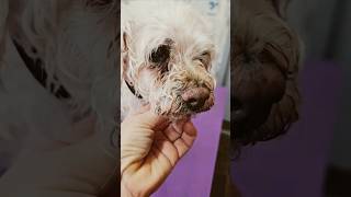 Grooming a Senior Cockapoo dogcare groomerlife pets doghaircut [upl. by Yeltsew185]