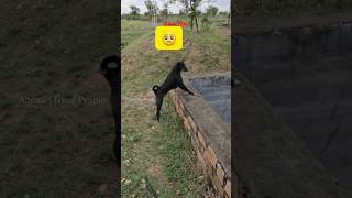 Kaalu Or Roxi  Bichari Nilgai Or Female Dog 🥺nilgai dogfamily doglife streetdog ytshorts [upl. by Hnah]