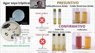 Enterococcus faecalis presentación Bacteriología Médica UACH [upl. by Eiramadnil]