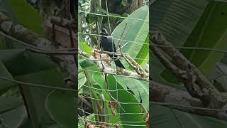 Drongo  interesting sounds and calls of Racket tailed drongo [upl. by Jodoin411]