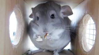 Chinchilla and Yummy Nut [upl. by Candie]